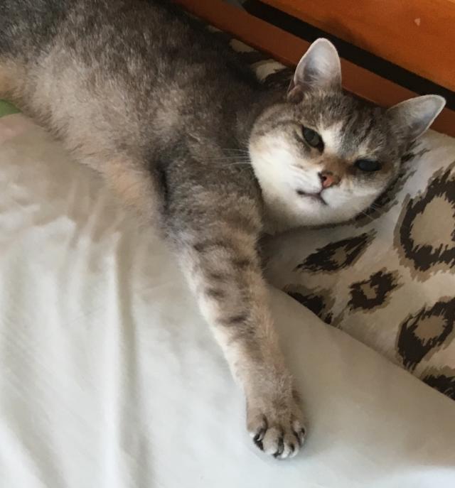 カンナ