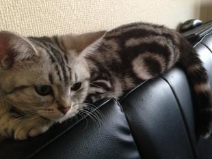 ぬこ