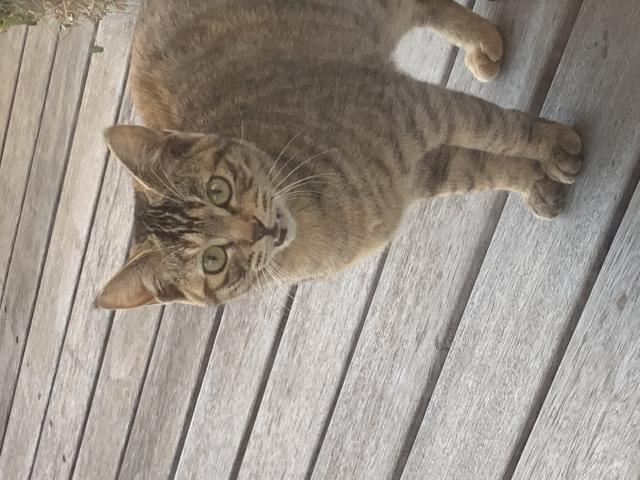 とん