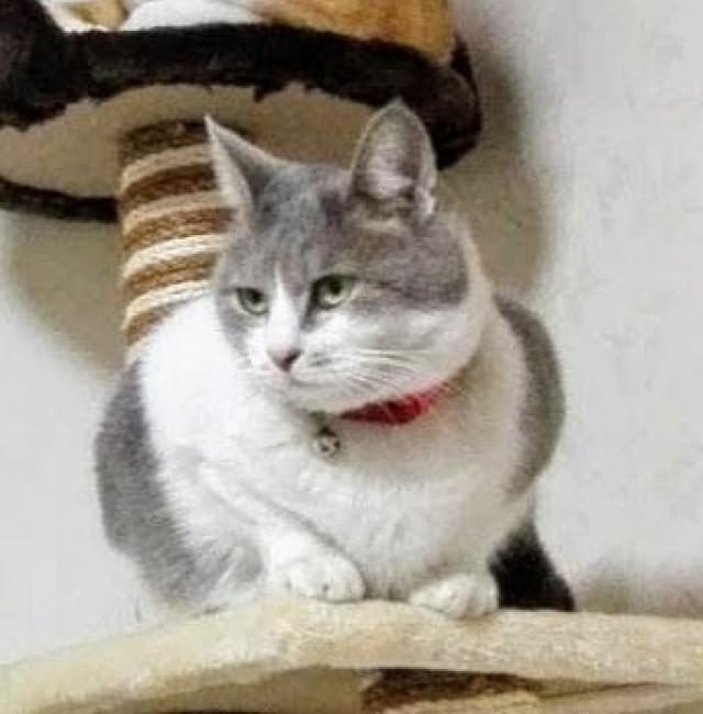 てんこ
