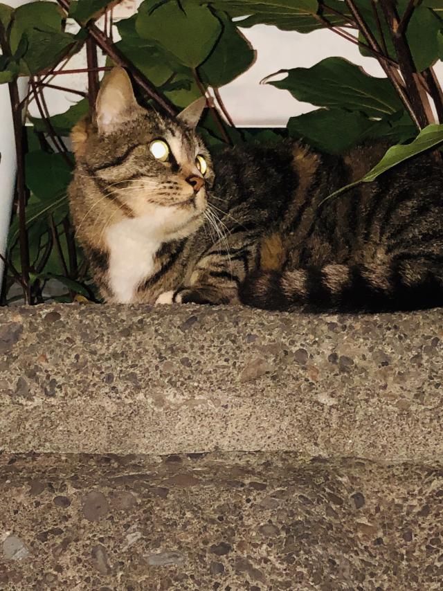 リリィ