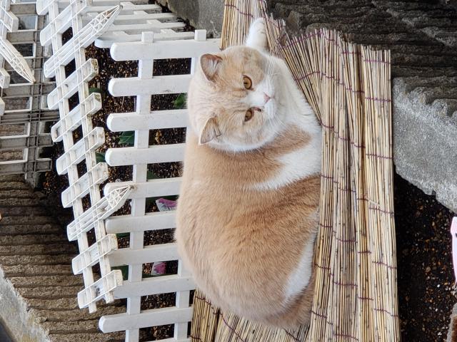 みるく