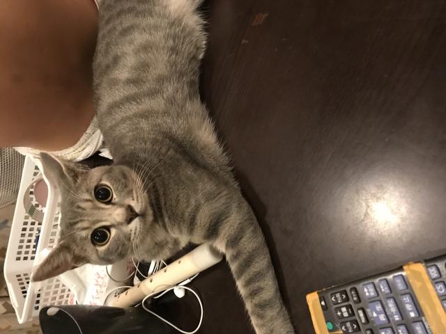 ミント
