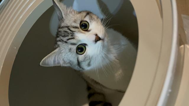 だいふく