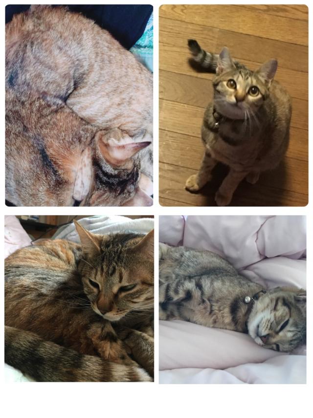 タマ