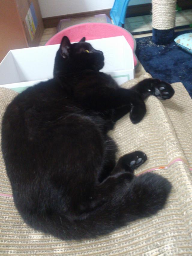ごはん