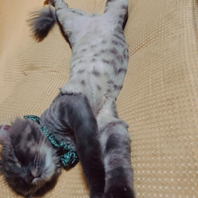 キキ