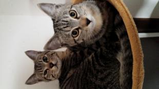 保護猫