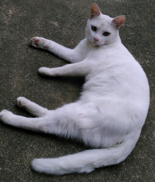 シロさん