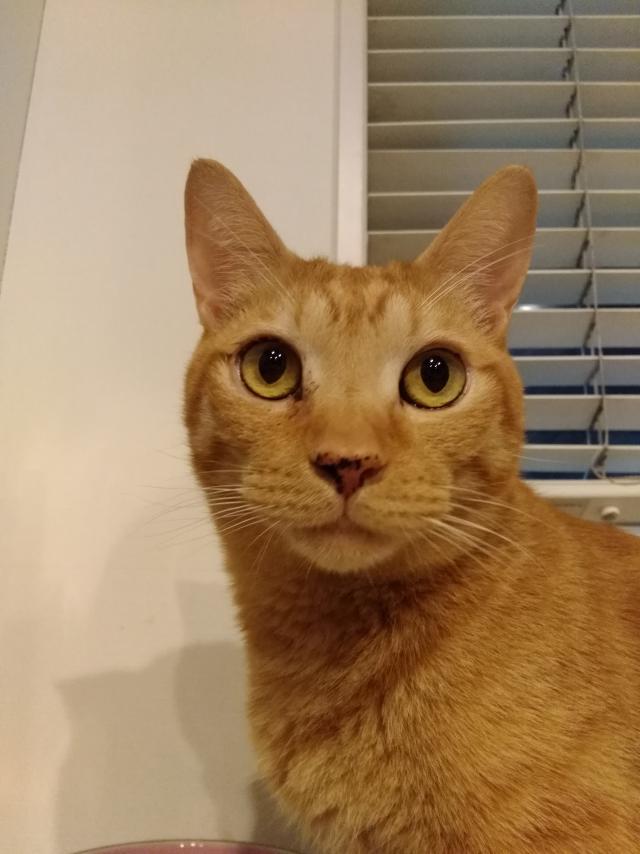 チョコ