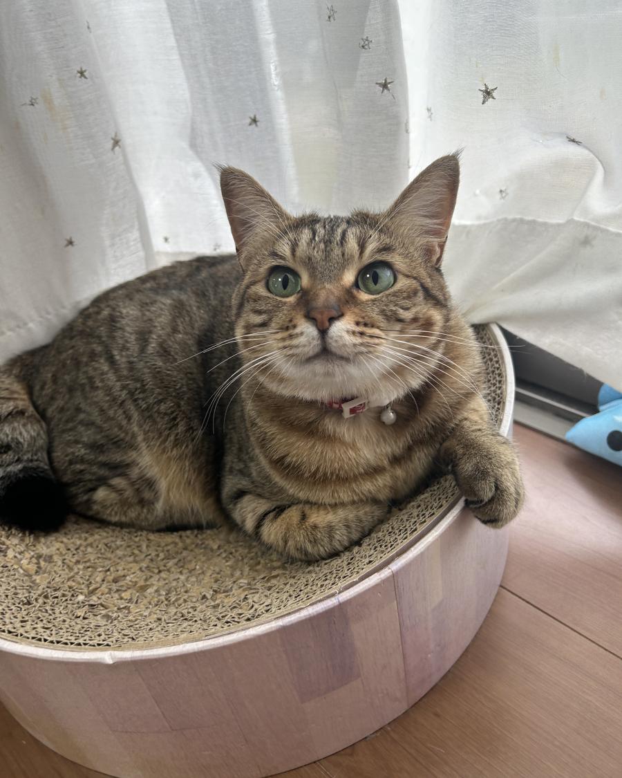 むぎ
