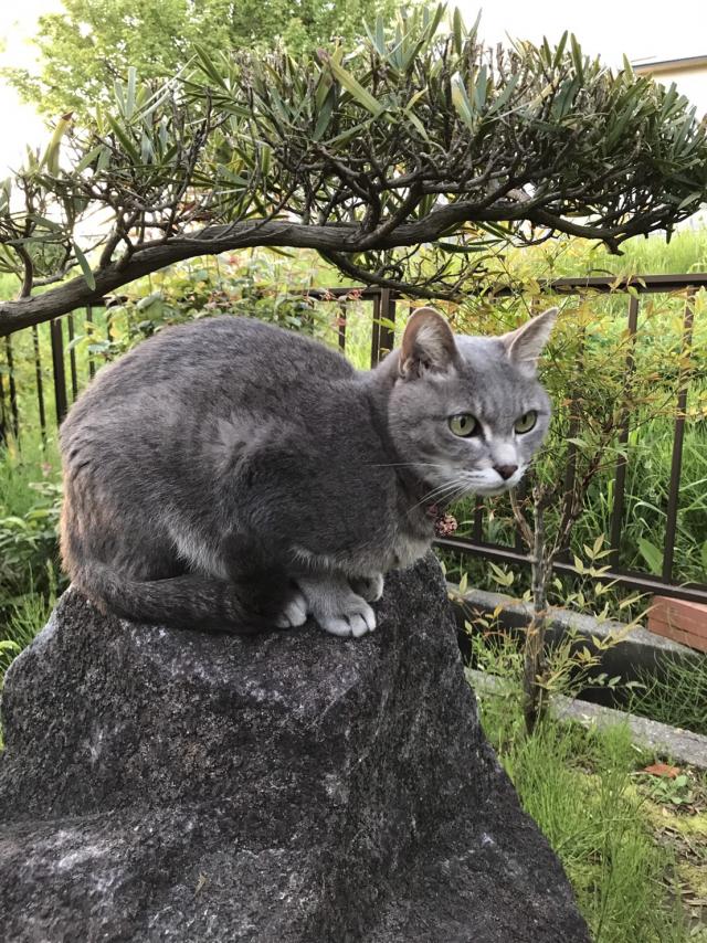 なな