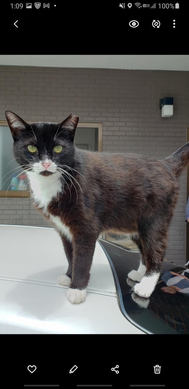 シック