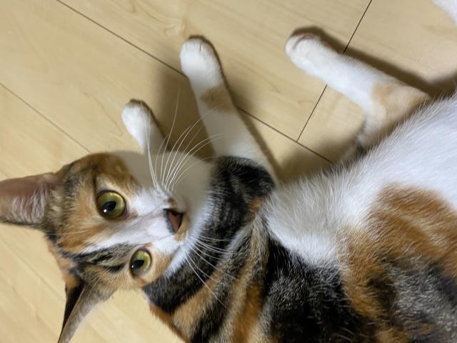 たま