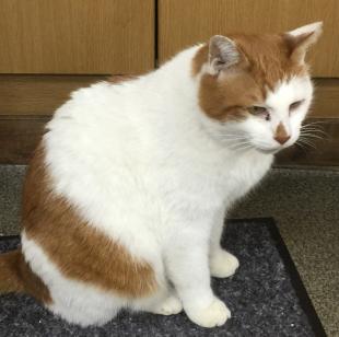 シロチャ