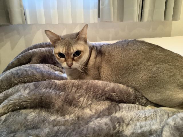 ニコ