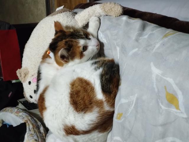 みけ