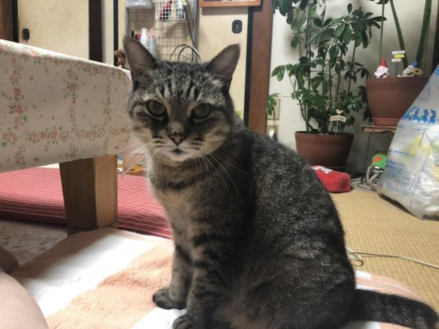 ジャック