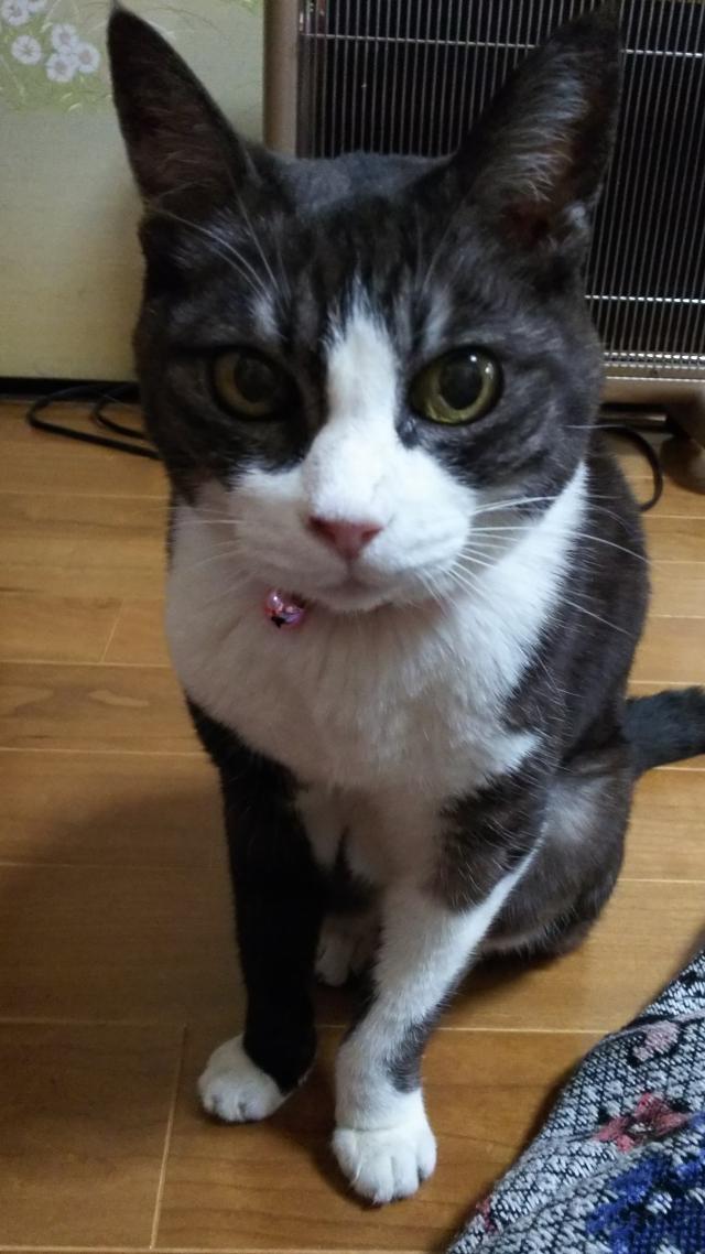 ケット
