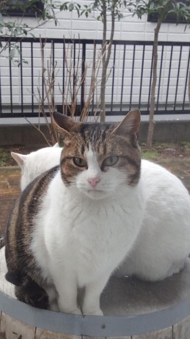 たみ　