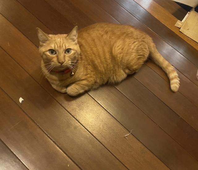 だん