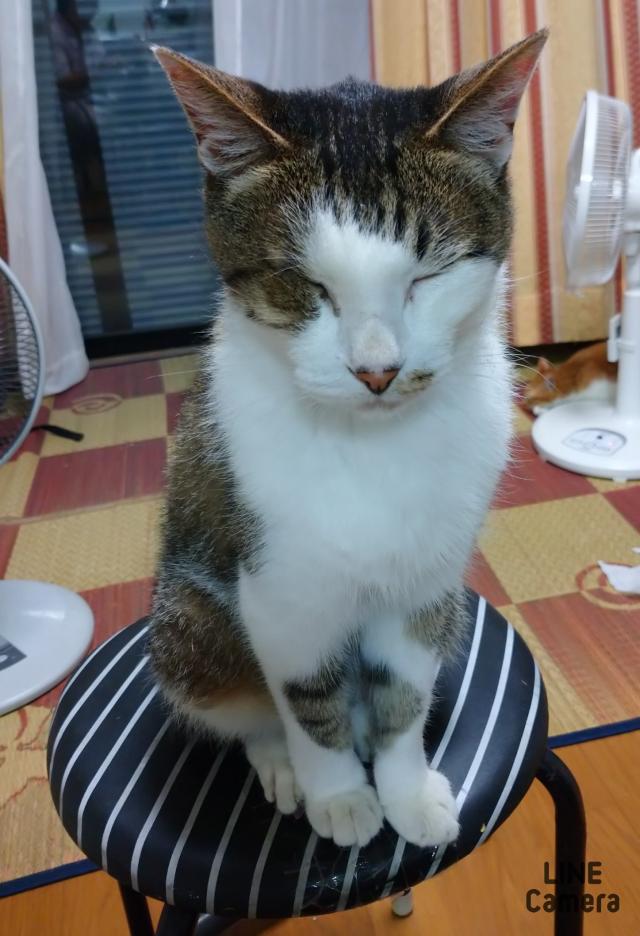ひなた