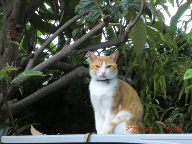 オト