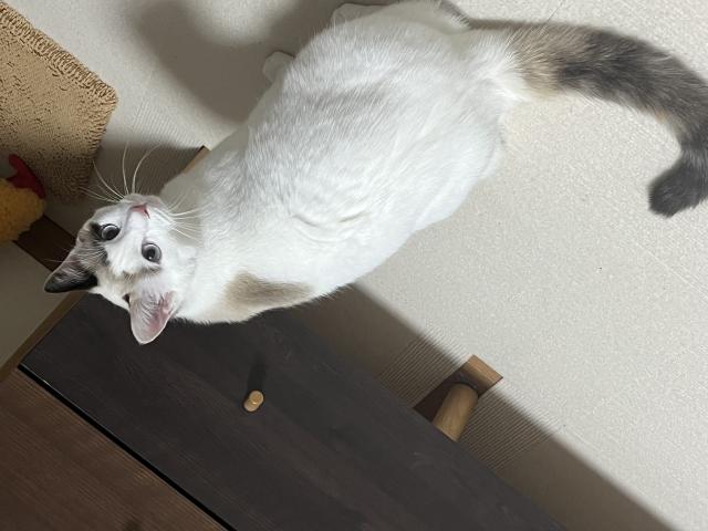 ゆら