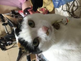 トオル