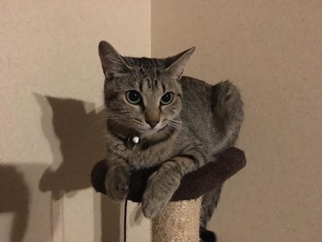 ルナ