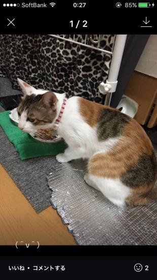 ミャゴ