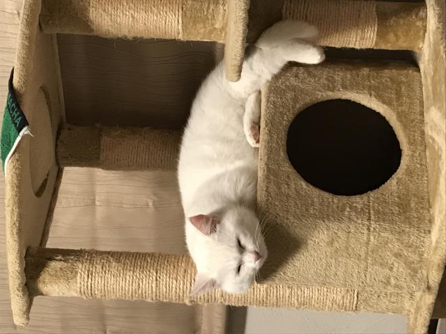 アッシュ