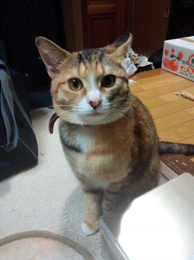 こひめ
