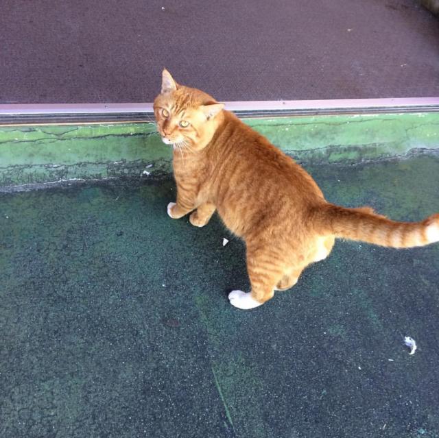 もっくん