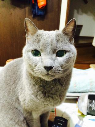 きらら