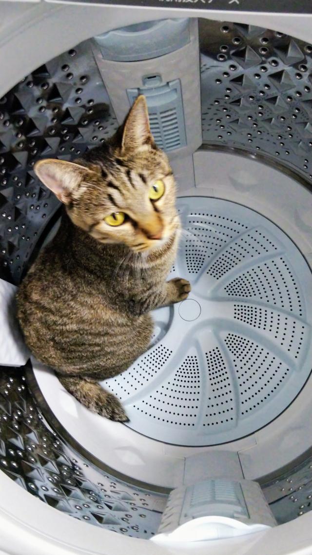 チビタ