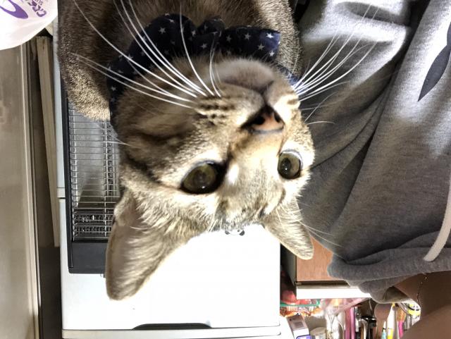ごはん
