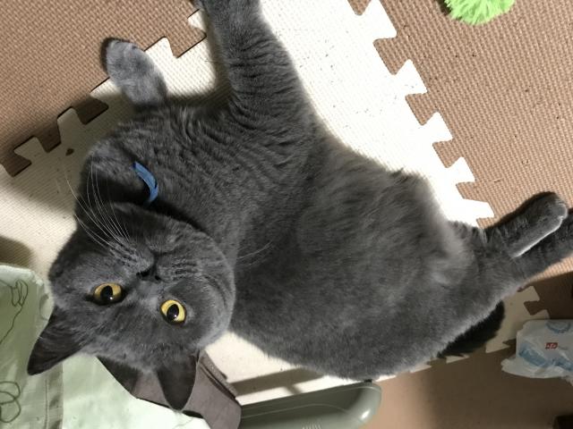 ノワール