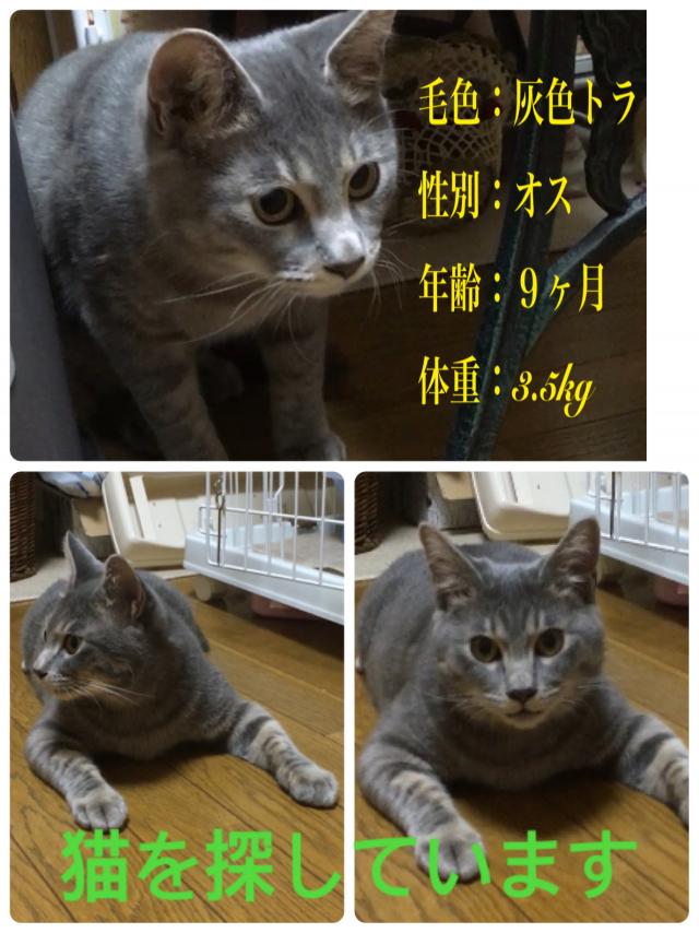 シャルモン