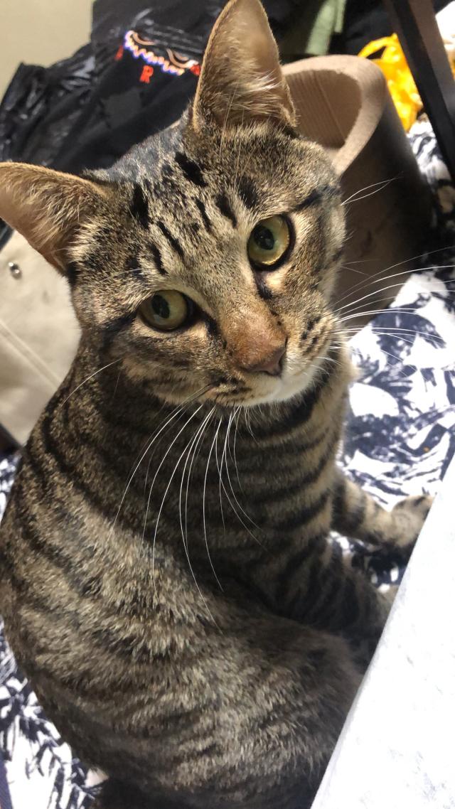 クロ