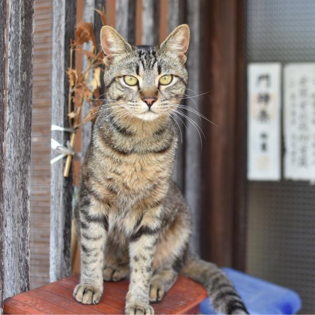 ノラ