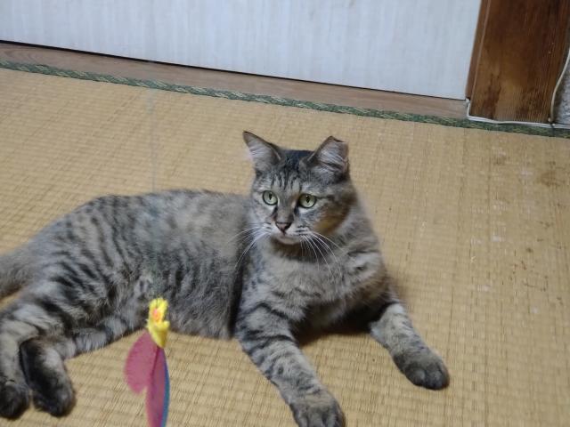 すすき