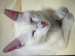 ミャーコ