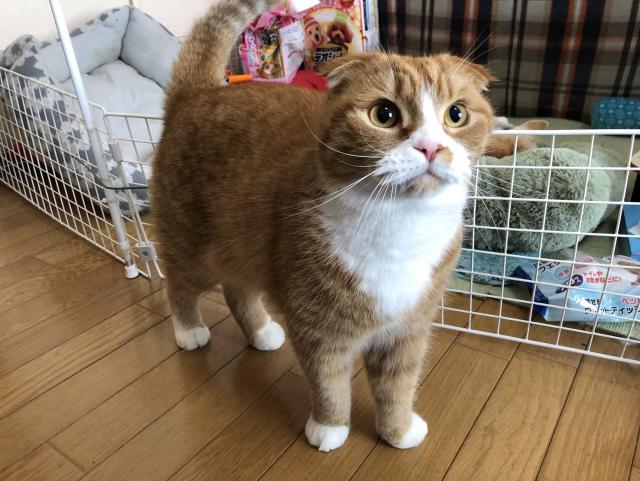 どらえもん