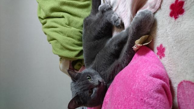 グー