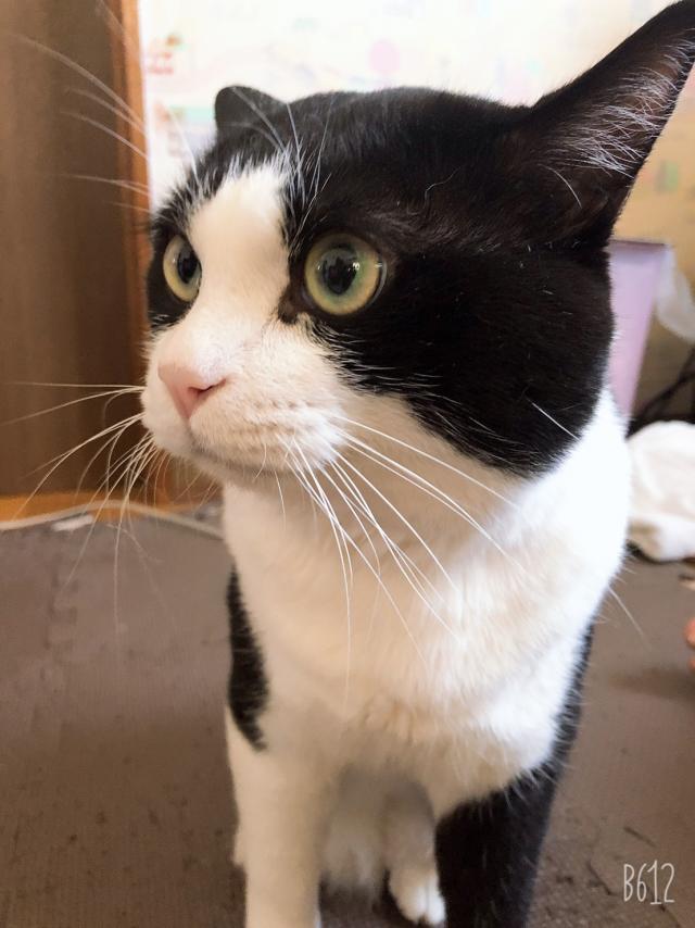 パンダ