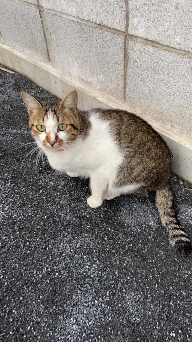 ぎん