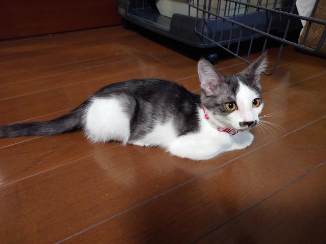 チョビ