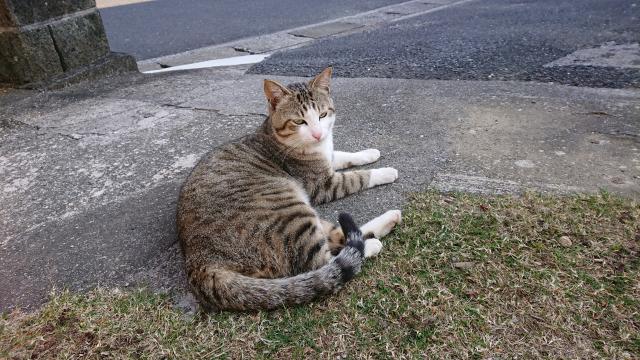ナナ