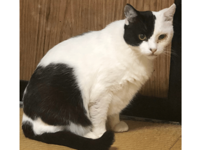 シロ